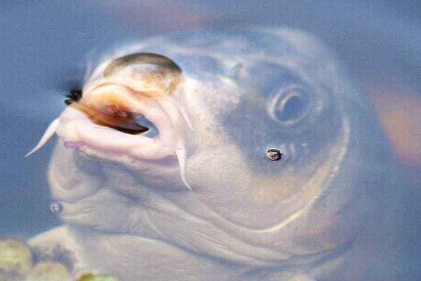 生态养殖鲤鱼怎么养,水库鲤鱼的养殖技术与管理