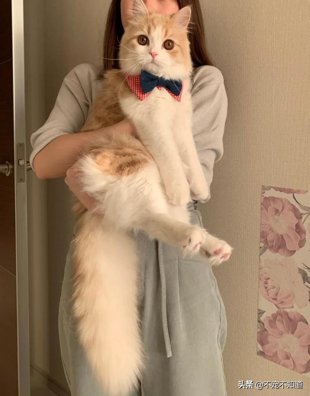 岛国妹子养的超萌小奶猫，几个月后变成巨兽了