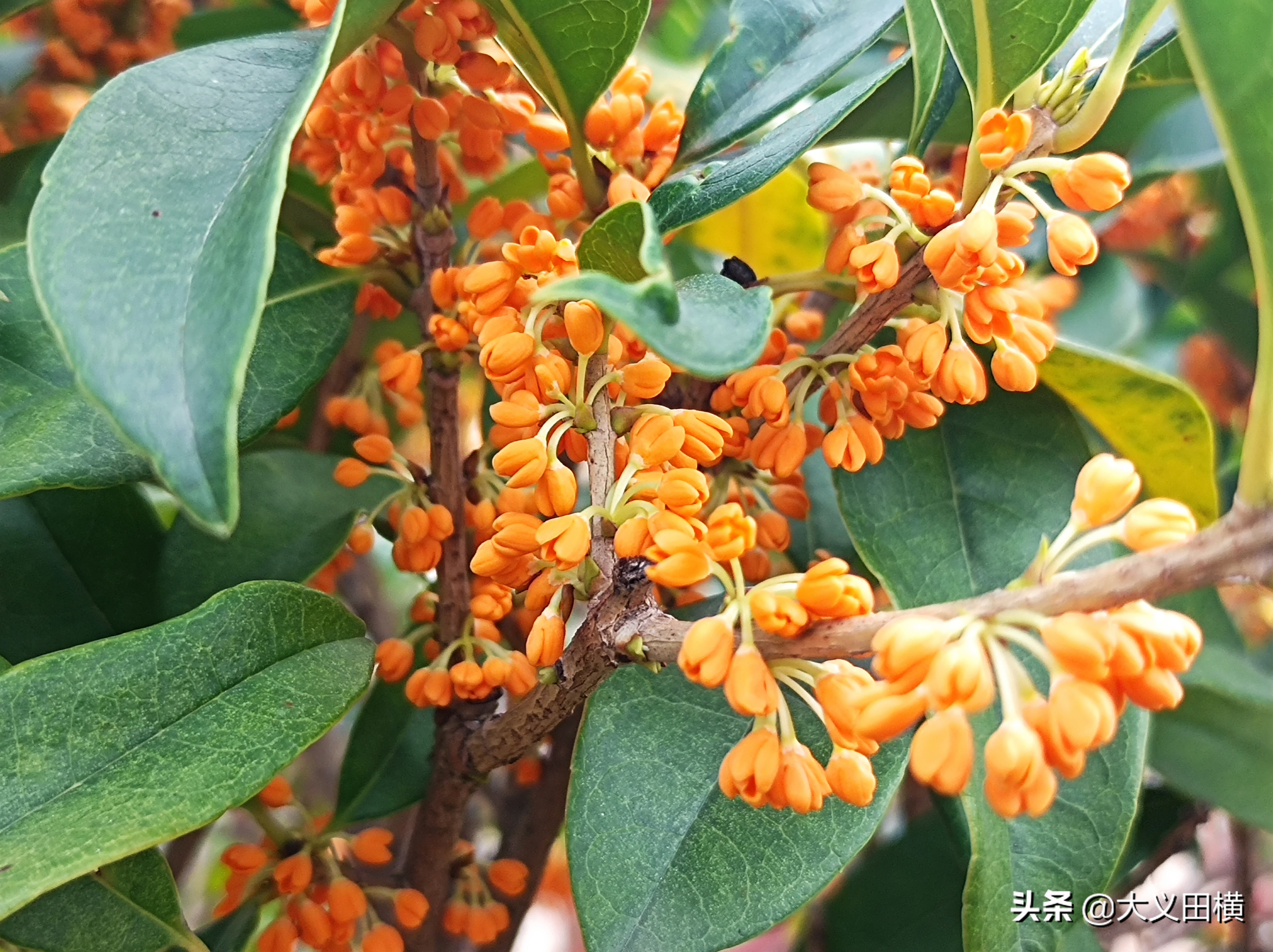 秋天到了金桂有什么变化,金桂为什么没有香味