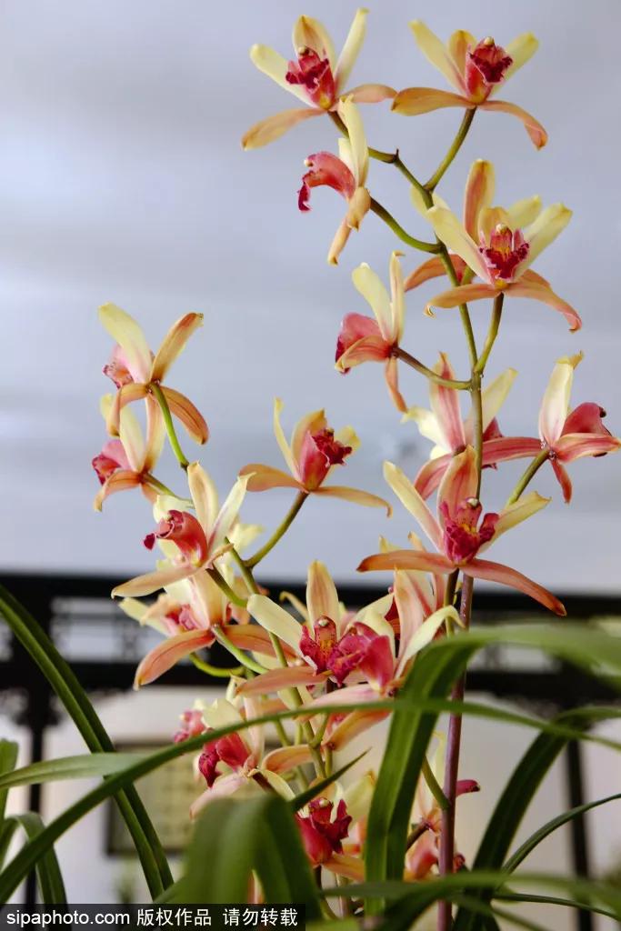 在这个距离*安门天**最近的公园，邂逅世界四大兰花展之一！过年看花就来这！