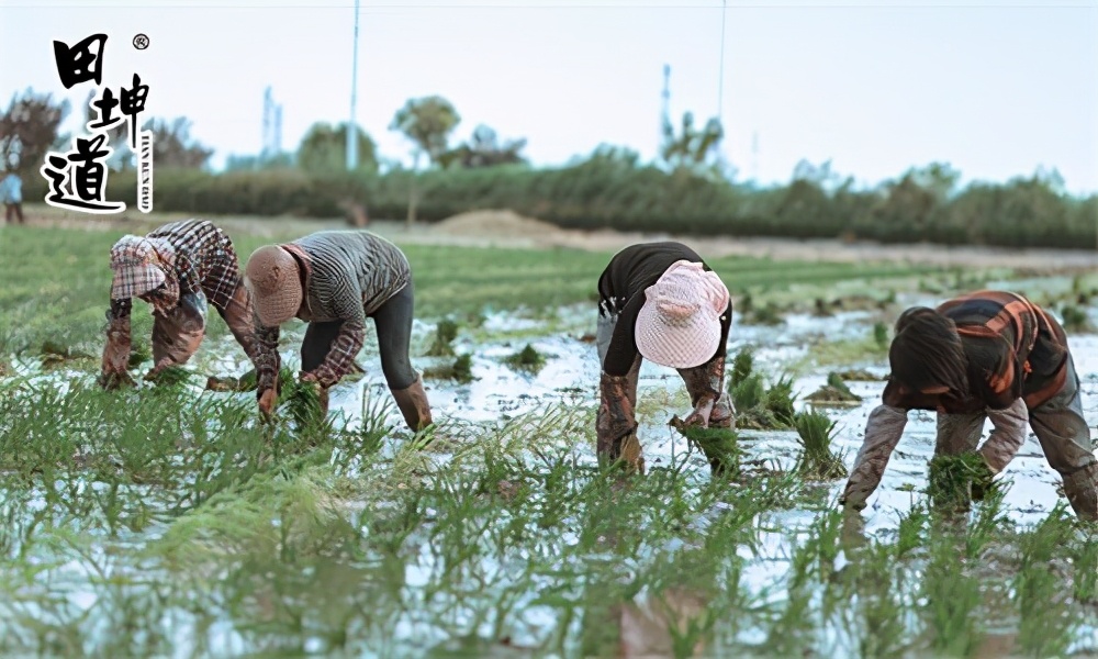 在镇上可以加盟田坤道粮油店吗,田坤道粮油店加盟品牌排名