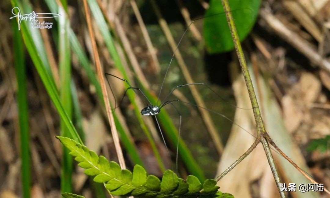 盲蛛不会吐丝吗,盲蛛吐丝