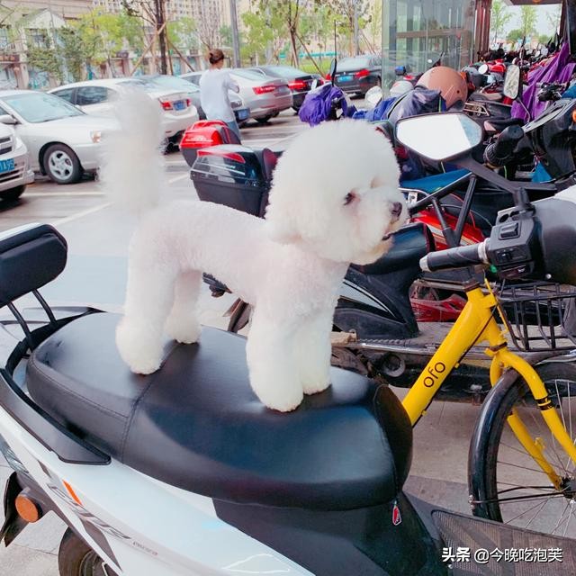 狗狗没有食欲怎样做可以吃,狗狗突然肠鸣音很大没有食欲