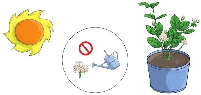 让茉莉开花的方法,怎么自制茉莉花肥料