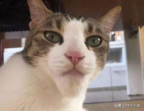 猫咪被蜜蜂蜇自己抓破了,猫咪被蜜蜂蛰了找不到刺