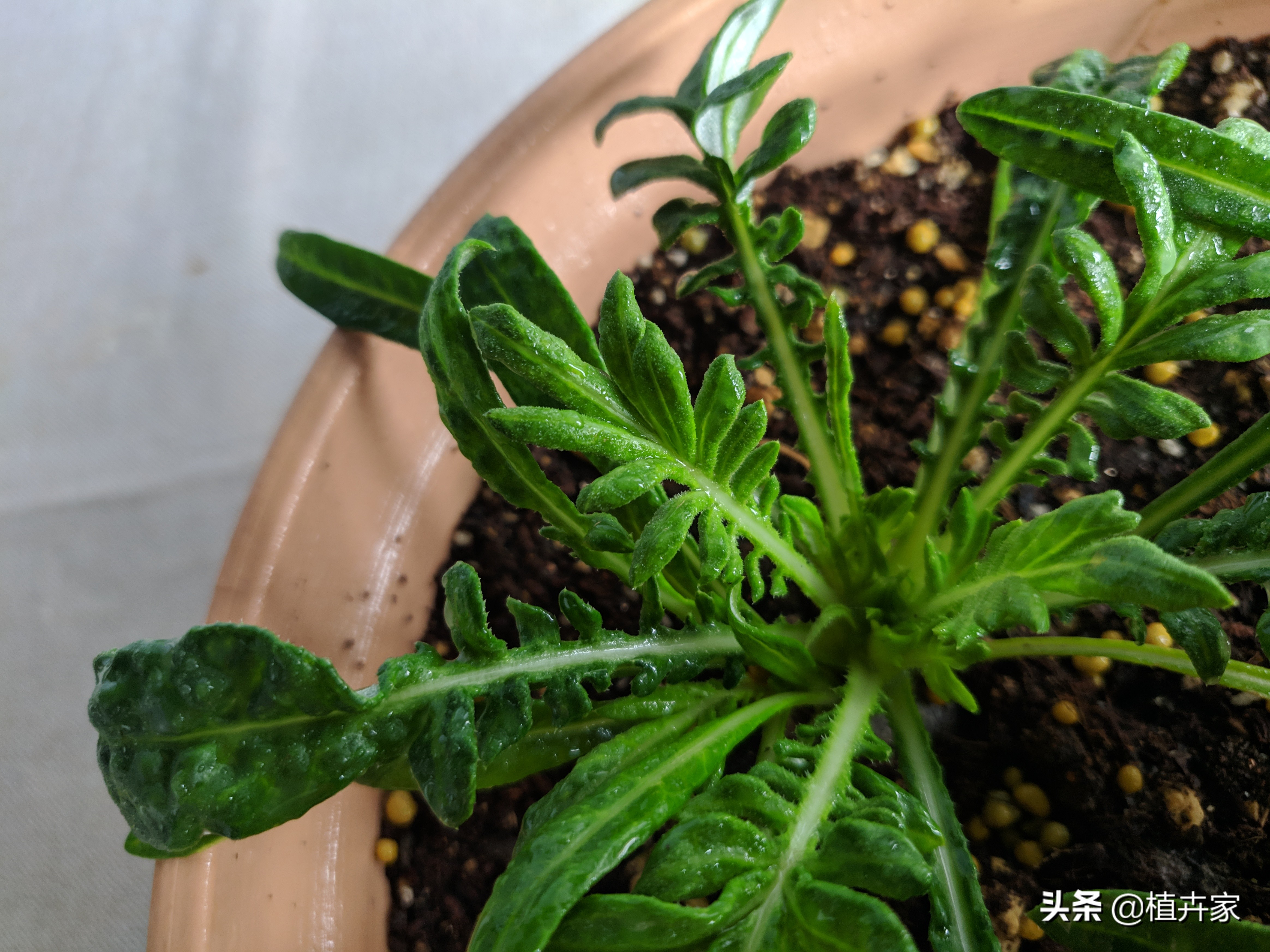 勋章菊如何养护,勋章菊出苗了怎么种