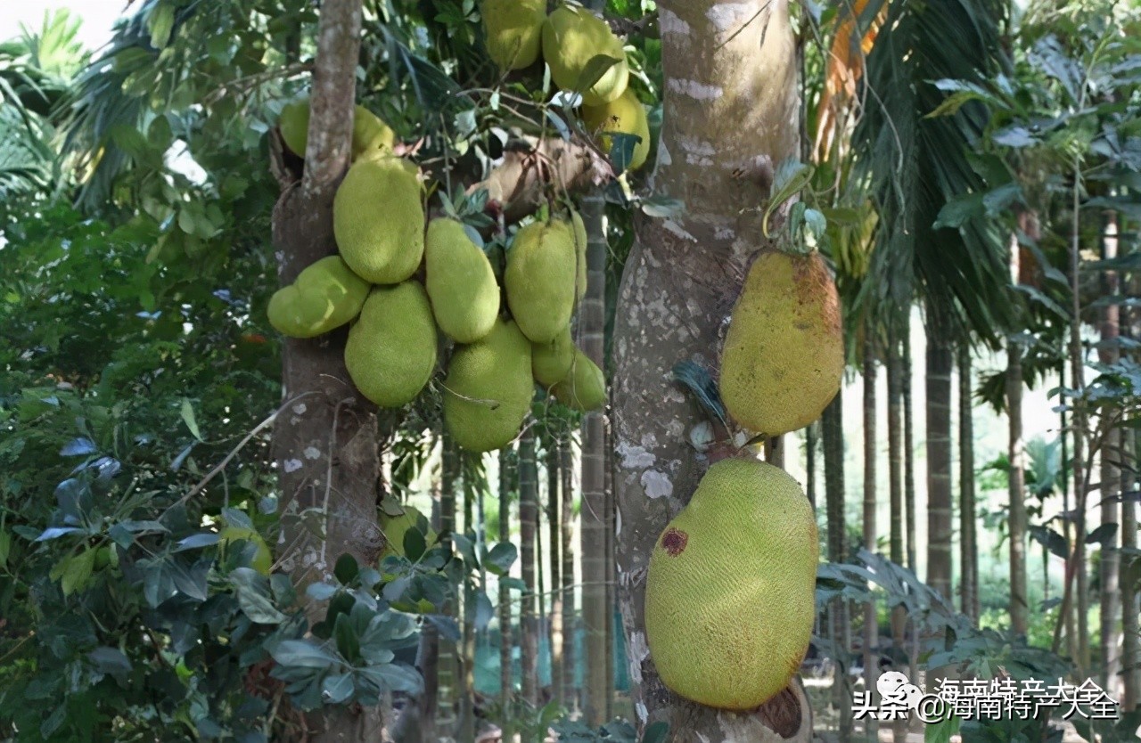 来海南必买的十大特产水果,你吃过哪个?