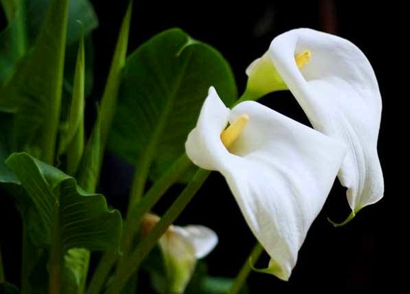马蹄莲怎么养殖才开花,马蹄莲怎么种才可以开花