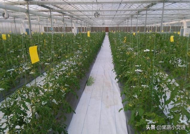 番茄潜叶蛾危害症状图,番茄叶片有黑斑是什么病