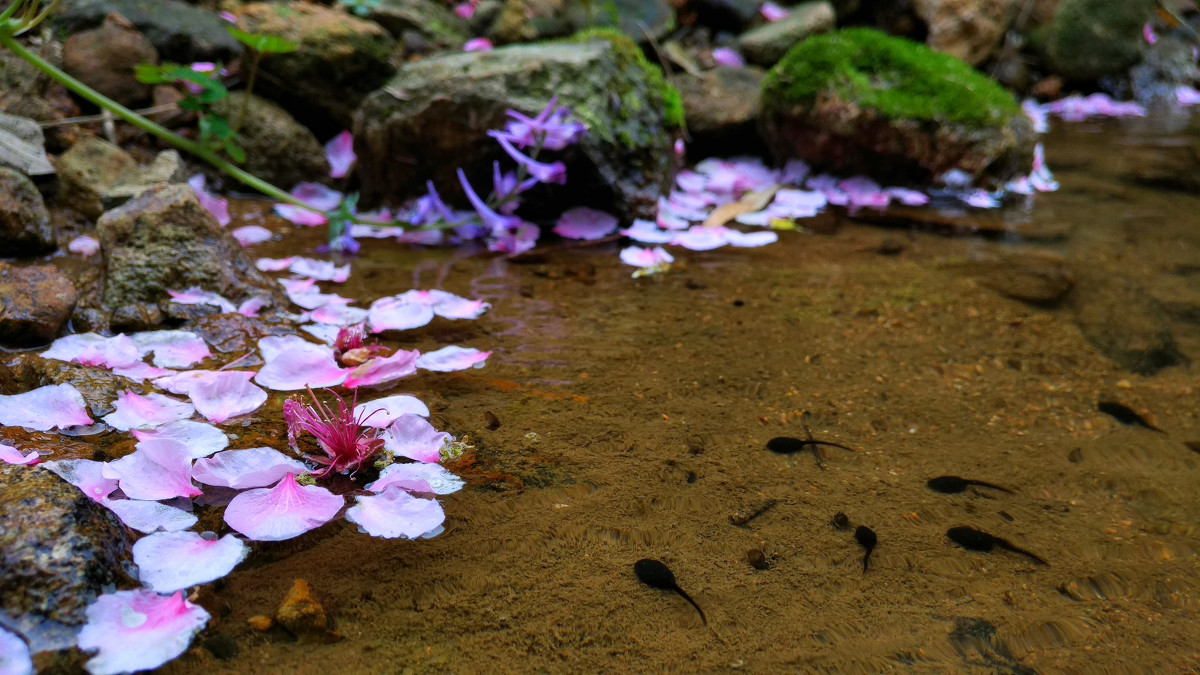 纳兰容若的十首经典诗词,纳兰容若十首最凄美诗词