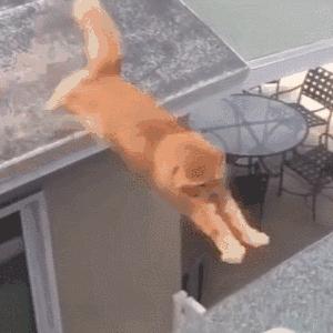 自从有了橘猫,我终于体会到什么叫“十橘九渣”!