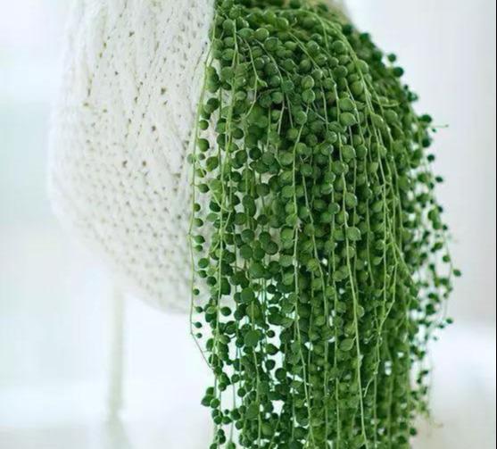 珍珠吊兰和佛珠吊兰图片,好养又好看的佛珠吊兰