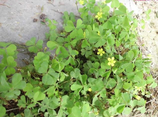 终于开始解除封禁了！别吃野味了，想要追求新鲜，多吃些野菜吧