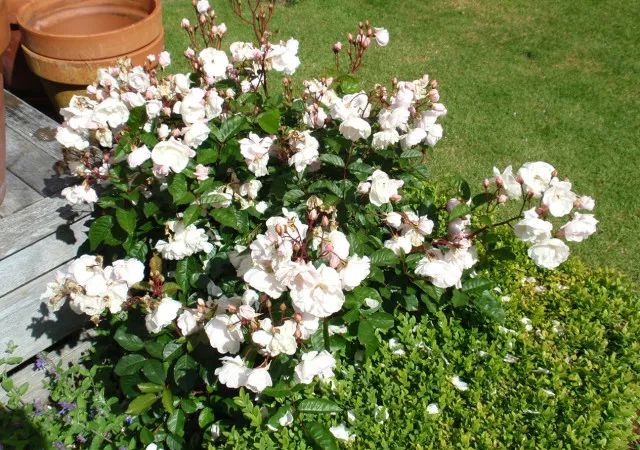 干货分享种植小技巧,混合花境设计与种植建议