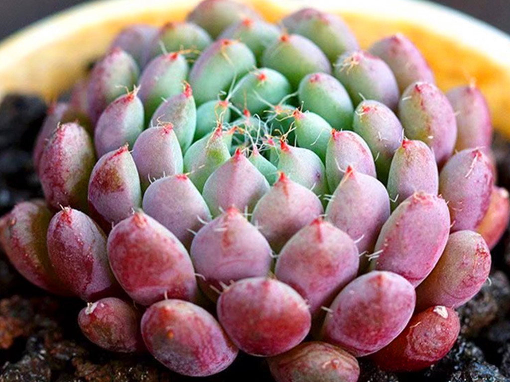 多肉怎么养不长高只长胖,多肉怎么养才能长胖