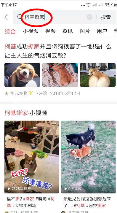 柯基犬咬主人脚,柯基咬黑狗猫猫反击