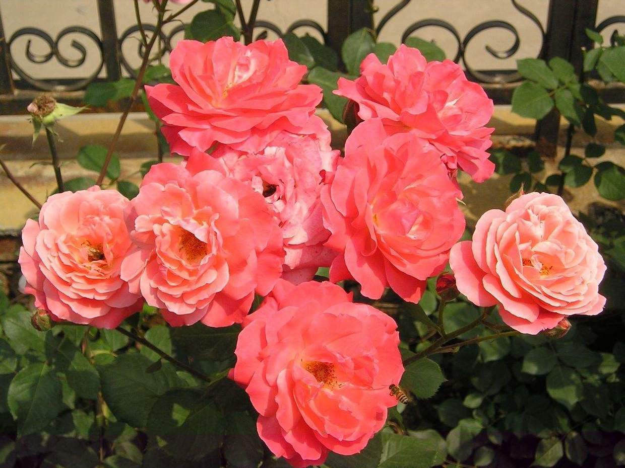 阳春三月养花好时机,开花艳丽花香满屋,养护简单新手也适合