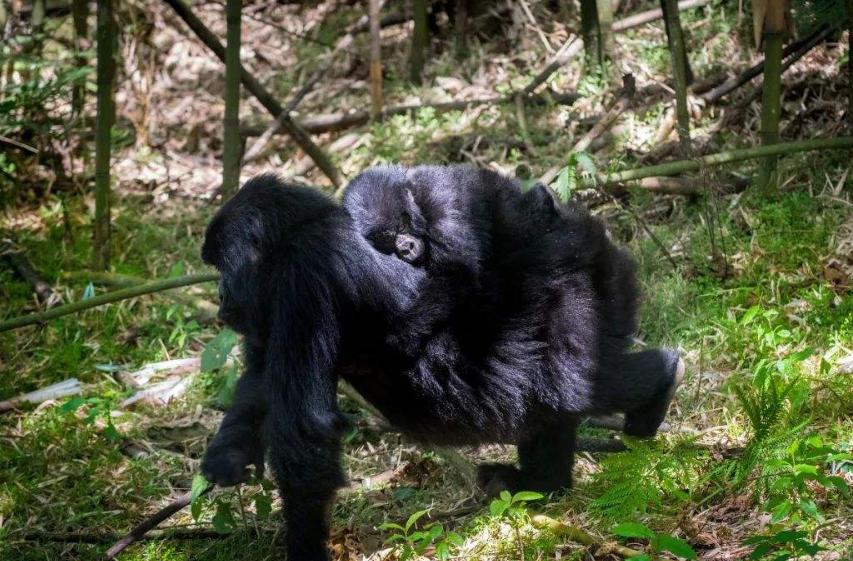 世界上最便宜的公园门票,全球最贵的公园门票10000元