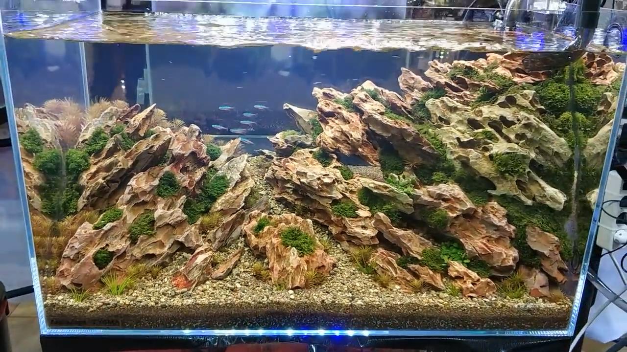 为什么草缸开缸一个礼拜叶子黄了,草缸里的草叶子发黄是怎么回事