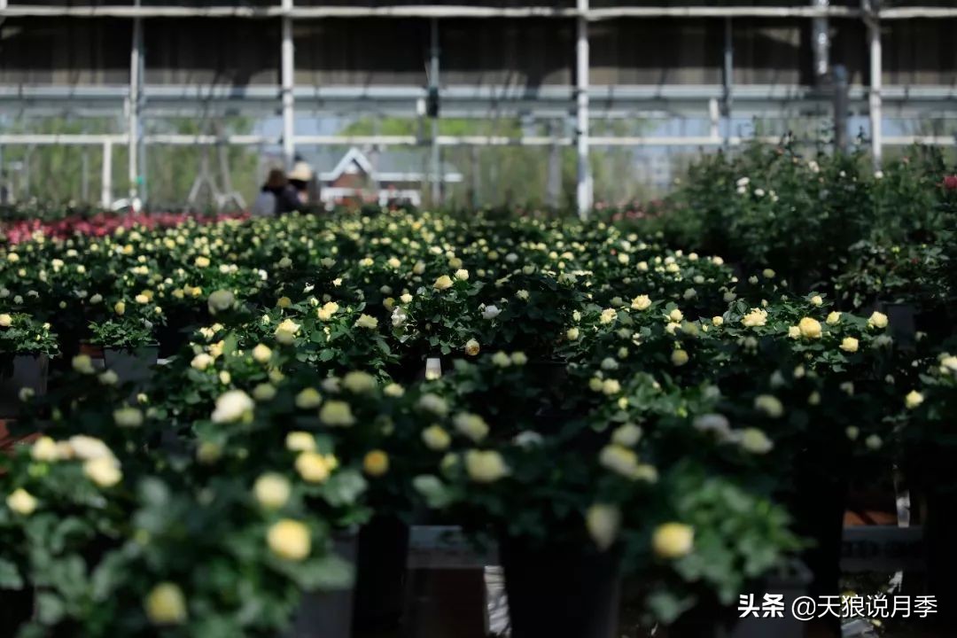 都说“最美人间四月天”，应该就是月季开花的模样吧！