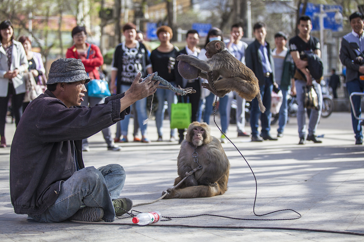 兰州耍猴人,甘肃兰州的耍猴艺人