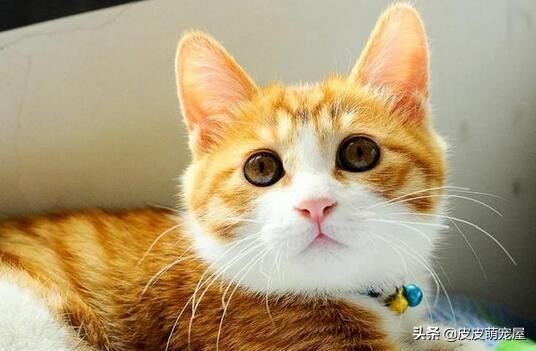 这5种行为，正在缩短宠物猫的寿命，你知道吗？