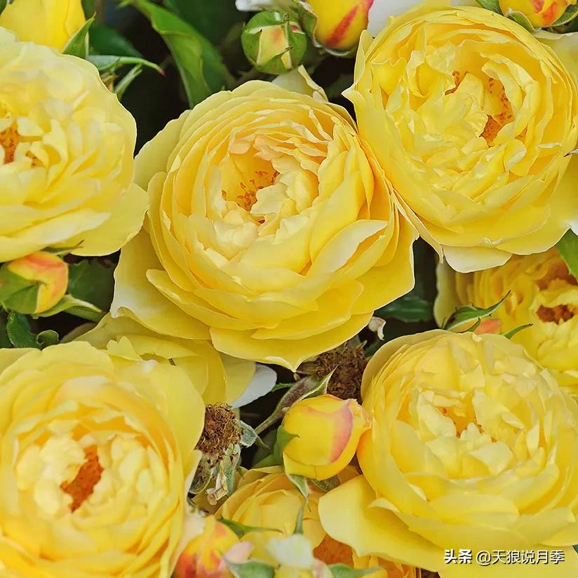 浪漫者的情怀，实用派的操作，一起来邂逅这8款法式月季