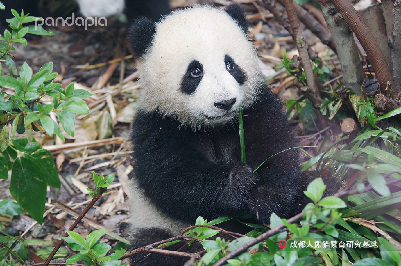 滚滚大熊猫可爱,可爱大熊猫滚滚