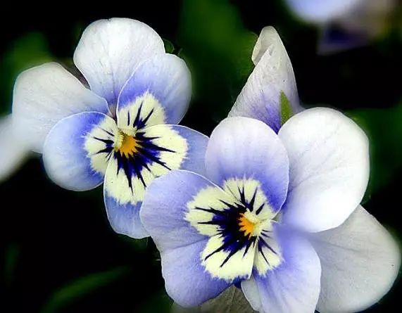 三色堇是一种花吗,鬼脸花三色堇