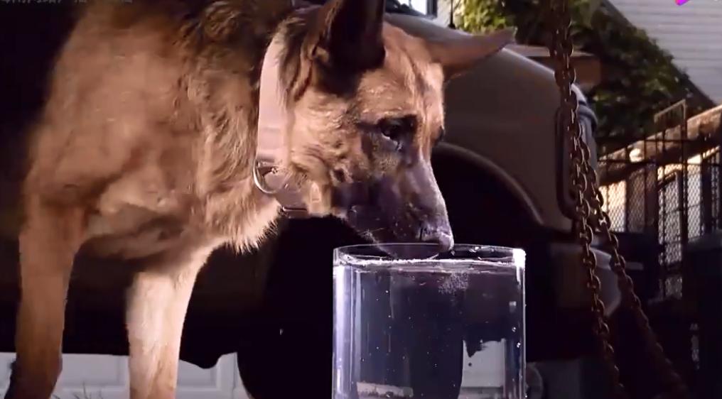 狗狗不是舔着喝水，姿势有难度，“万能”舌头，令人惊叹