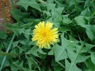 最有营养食物100种,全世界最有营养的食物