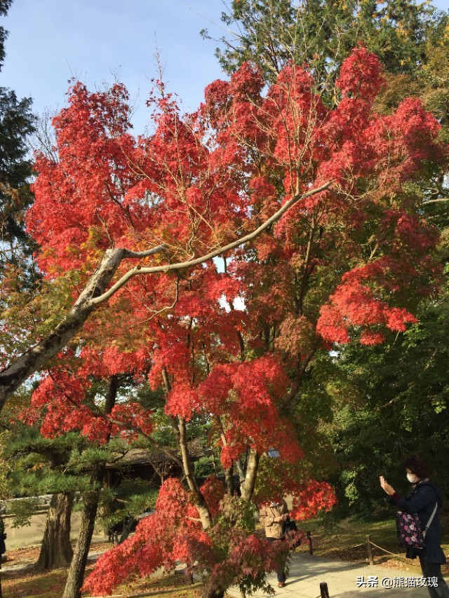 几月去日本看枫叶好,什么时候去日本看枫叶最好