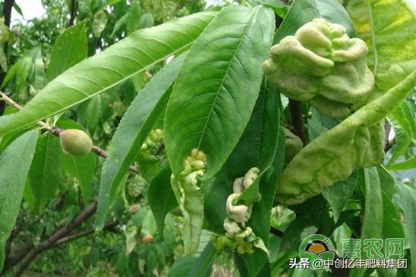 桃树缩叶病的治疗用什么药治,桃树缩叶病是什么原因引起的