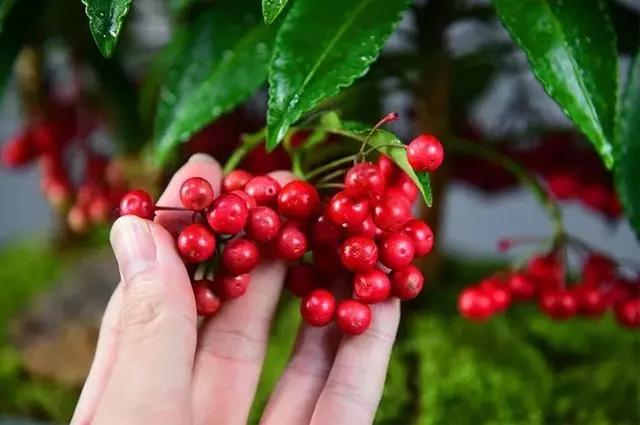 过年家里摆什么植物好,家里过年要摆几样水果