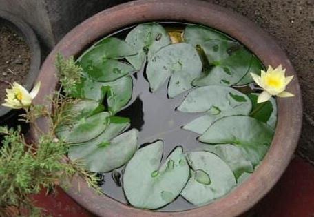 盆栽睡莲的养殖方法和注意事项,睡莲犹如亭亭玉立的少女