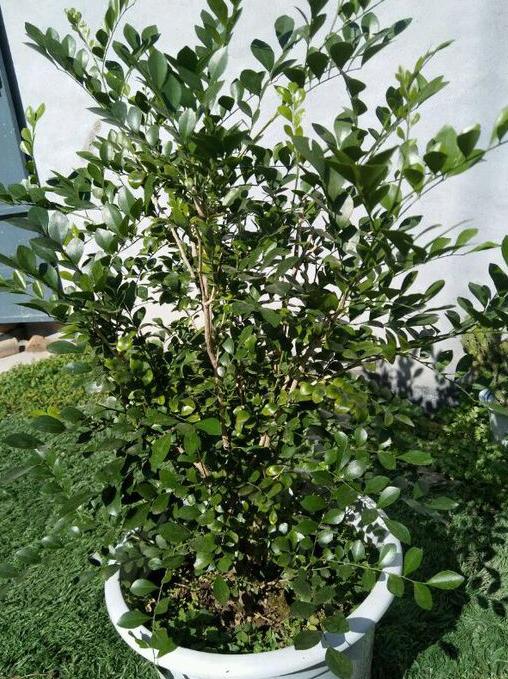 九里香掉叶子烂根怎么解决,九里香盆栽烂根怎么补救