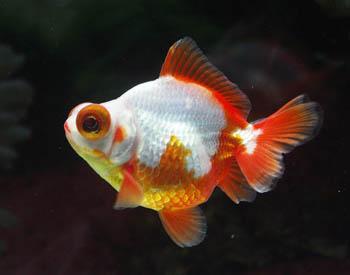 硝化细菌培养问题,硝化反应的危险及控制方法