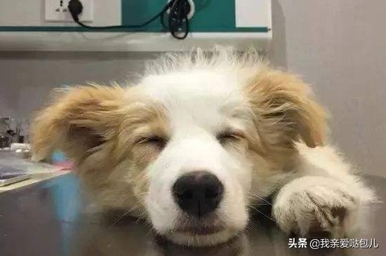 狗狗呕吐的症状及治疗方法,狗狗呕吐怎么办最有效的方法