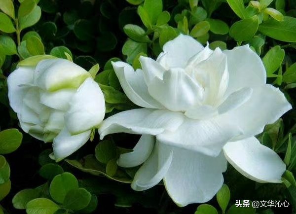 每日原创诗词一首,每日成诗