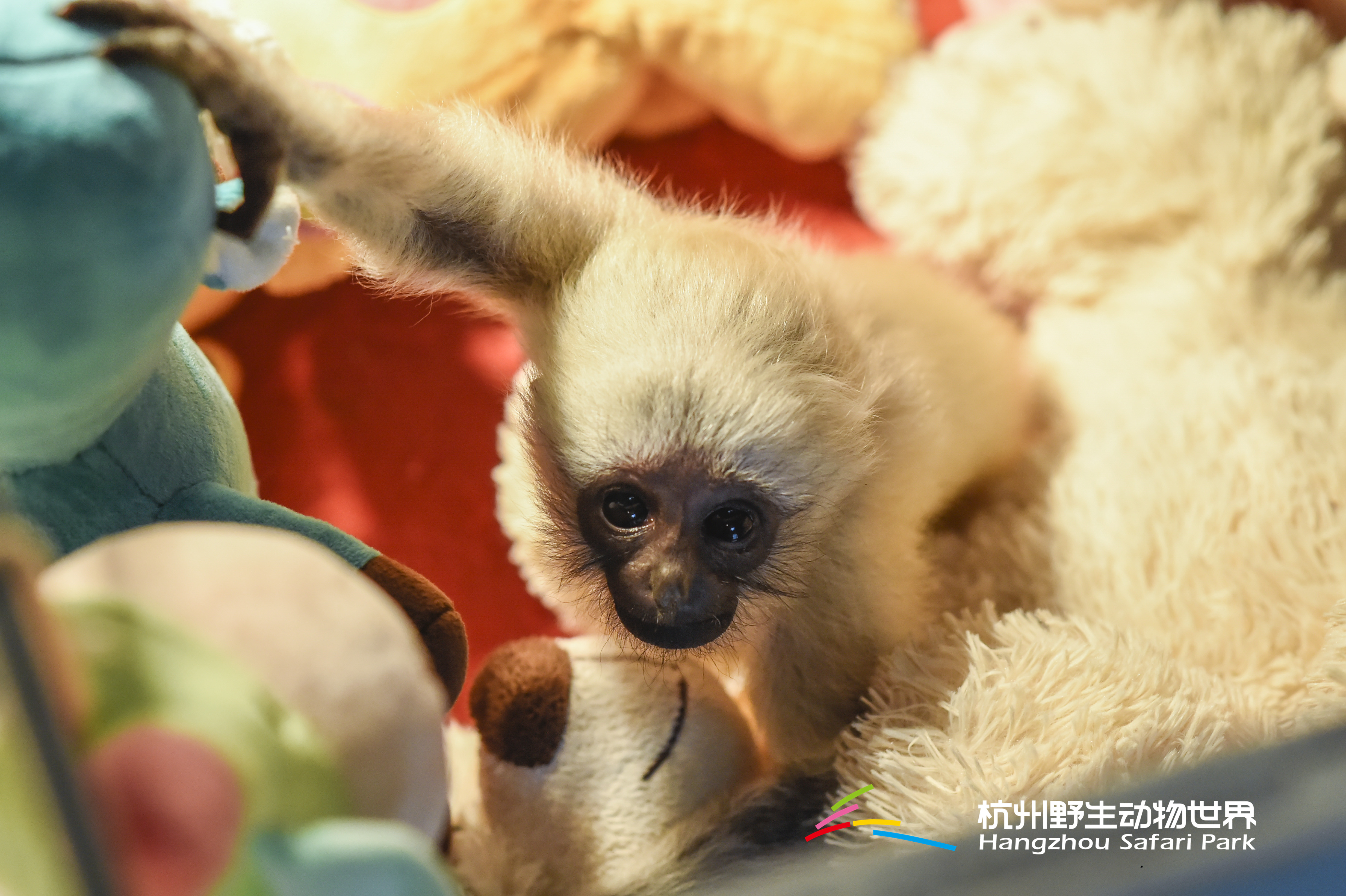 长臂猿女生,长臂猿女孩