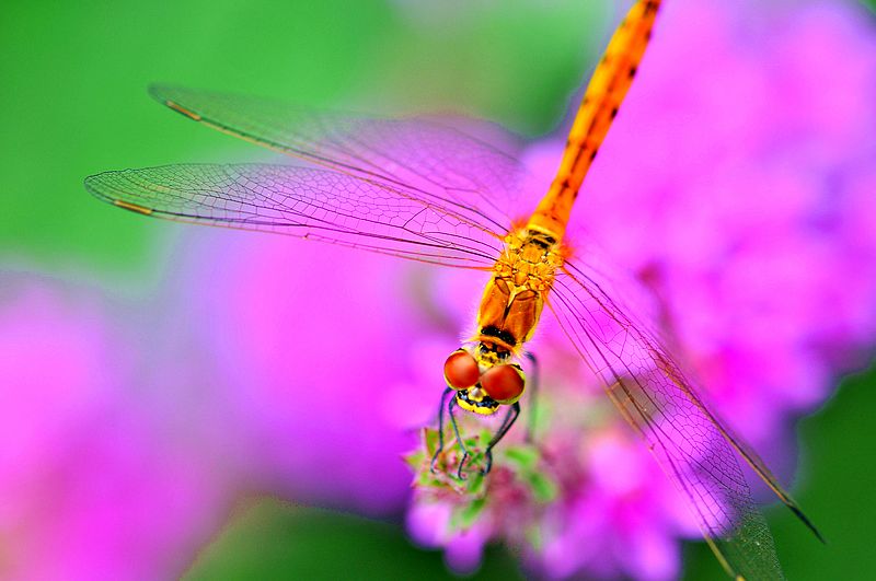 铚昏湏鎭嬭姳鍥剧墖澶у叏,铚昏湏鎭嬭姳鏂囨