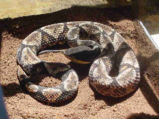 东北有毒蛇么,有毒的蛇图片有哪些