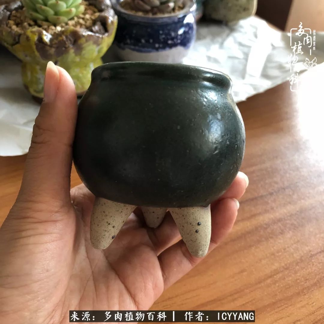 室内阳台多肉的养护方法,景天多肉养护