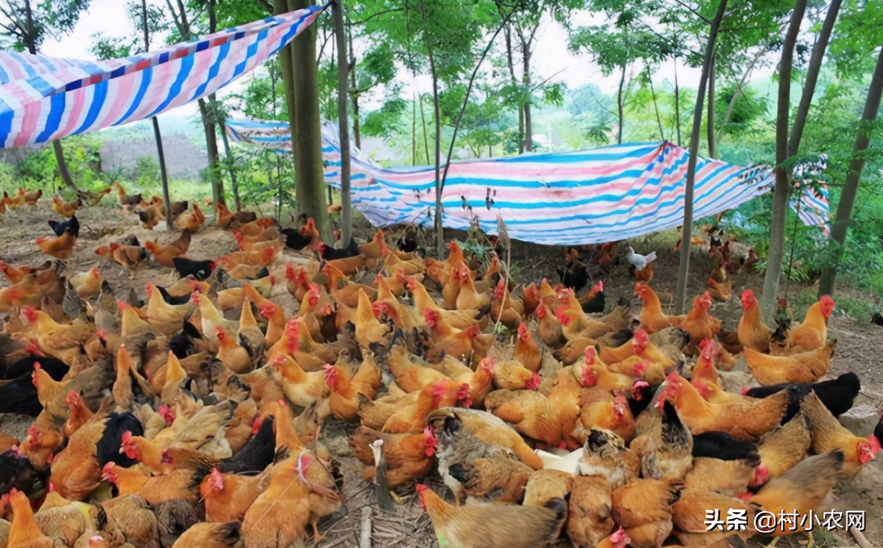 农村创业2021年种植什么前景最好,适合农村的创业好项目养殖