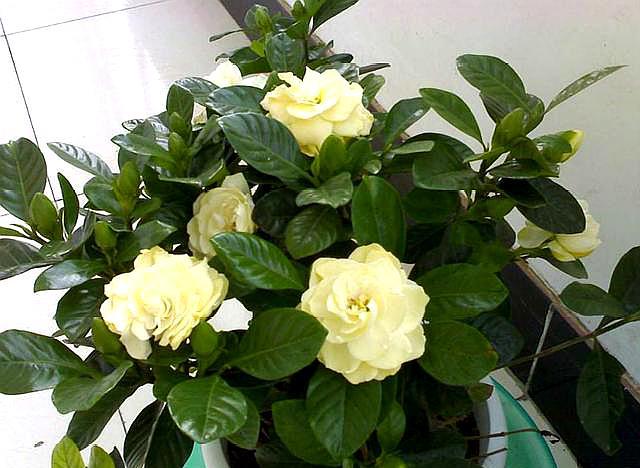 栀子花怎么养才会茂盛多开花快,怎么样使栀子花叶子油绿常开花