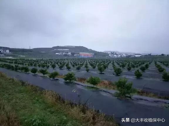 怎么除草又快又省力,除草用什么方法最省钱