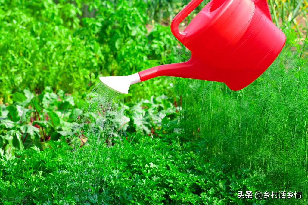 蔬菜长虫最有效小妙招,怎么治蔬菜虫子最快最有效