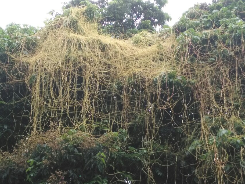 菟丝子传说故事,菟丝子的典故是什么