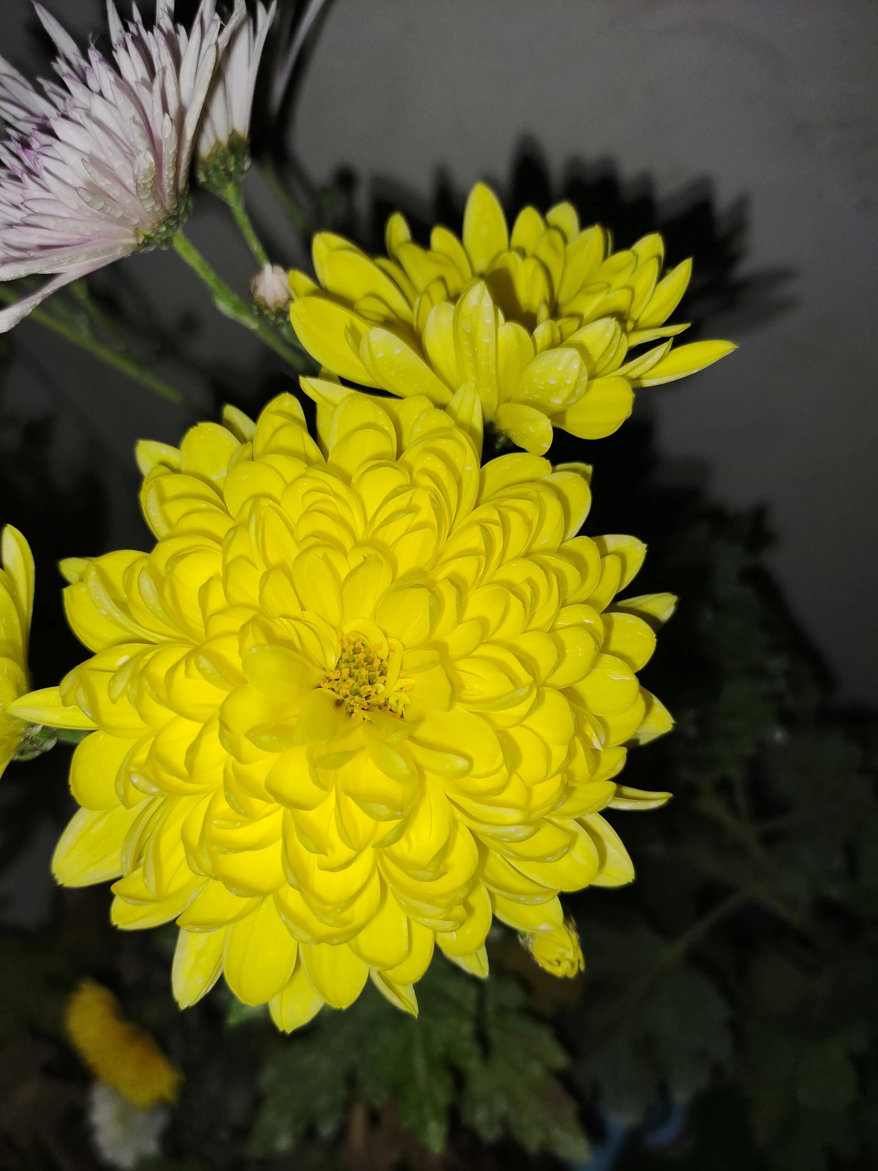 菊花苗怎样种植成活率高,拼多多上买的菊花种子是真的