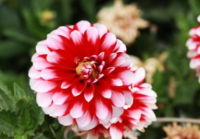 双鱼女无法抗拒的类型,12星座女让男人无法抗拒的魅力